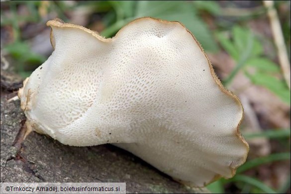 Polyporus squamosus