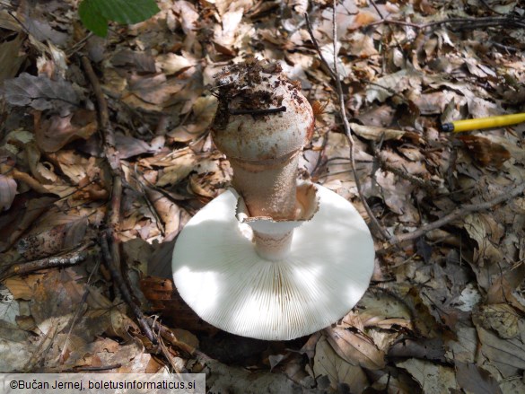 Amanita rubescens