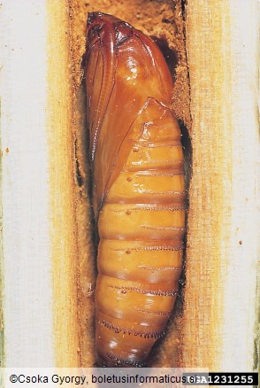 mali topolov steklokrilec (<i>Sciapteron tabaniformis</i>)