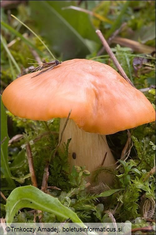 Hygrocybe pratensis