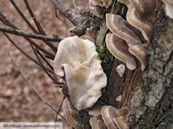 Trametes ochracea