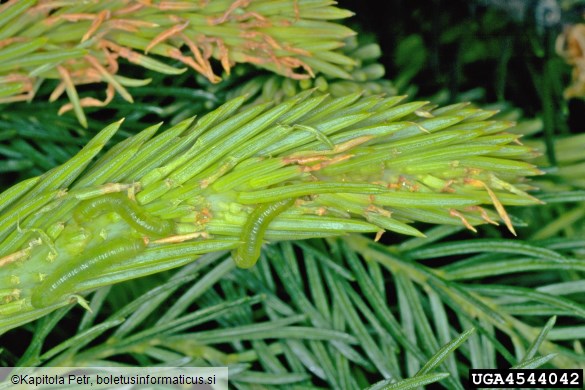 navadna smrekova grizlica (<i>Pristiphora abietina</i>) na <i>Picea abies</i>