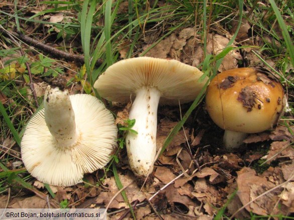 Russula foetens