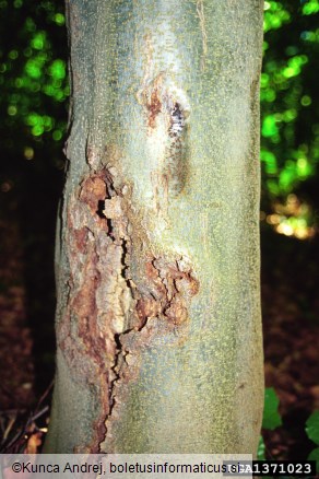 škrlatna bradavička (<i>Nectria coccinea</i>) na <i>Fagus sylvatica</i>