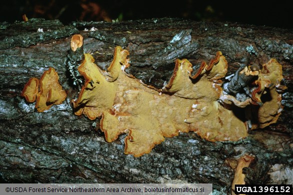 borov plutač (<i>Phellinus pini</i>)