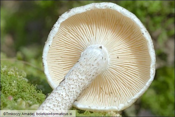 Lentinus tigrinus