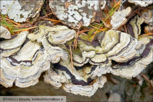 Auricularia mesenterica