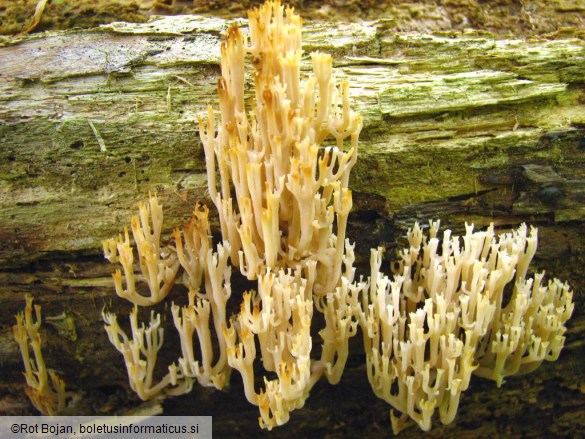 Artomyces pyxidatus