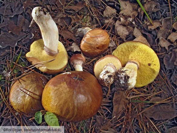 Suillus luteus