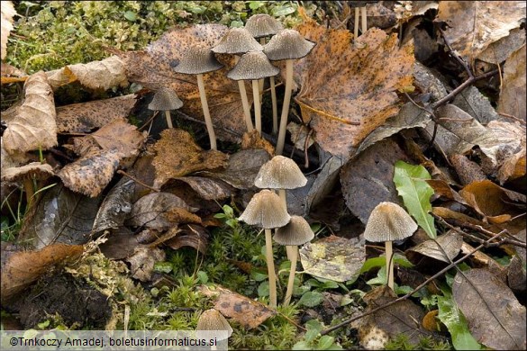 Coprinellus