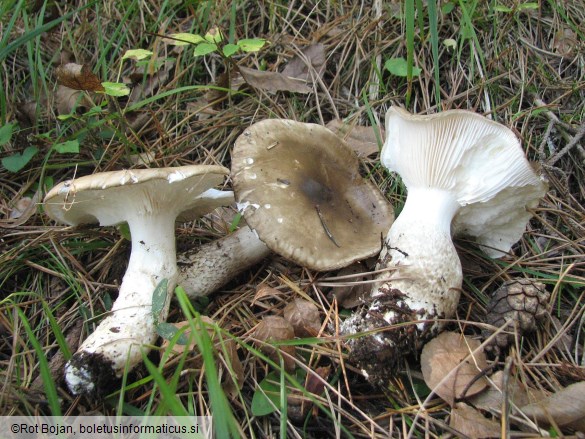 Hygrophorus latitabundus