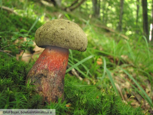 Boletus calopus