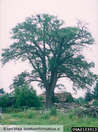 veliki hrastov kozliček ali strigoš (<i>Cerambyx cerdo</i>) na <i>Quercus robur</i>