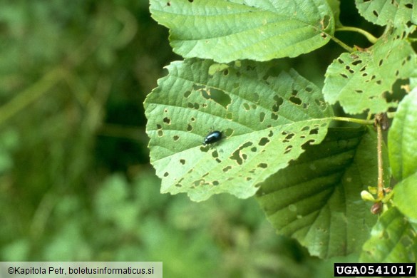 modri jelšev lepenec (<i>Agelastica alni</i>) na <i>Alnus</i> spp.