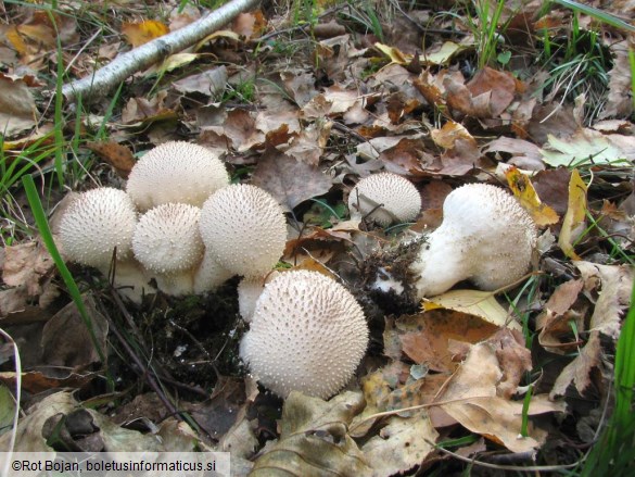 Lycoperdon perlatum