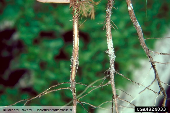 borov smolasti rak (<i>Gibberella circinata</i>) na <i>Pinus clausa</i>