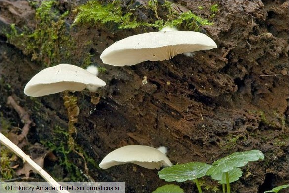 Crepidotus mollis