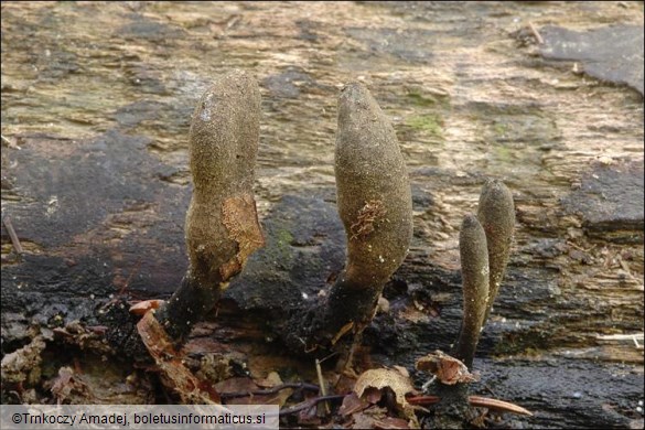 Xylaria longipes