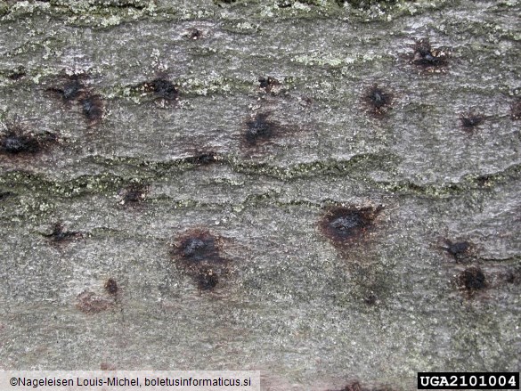 beech bark beetle (Taphrorychus bicolor ) on European beech (Fagus sylvatica ) - 2101004