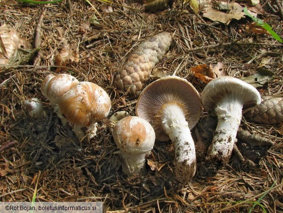 Cortinarius claricolor