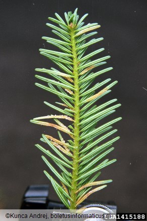 rja jelovih iglic (<i>Pucciniastrum epilobii</i>) na <i>Abies alba</i>