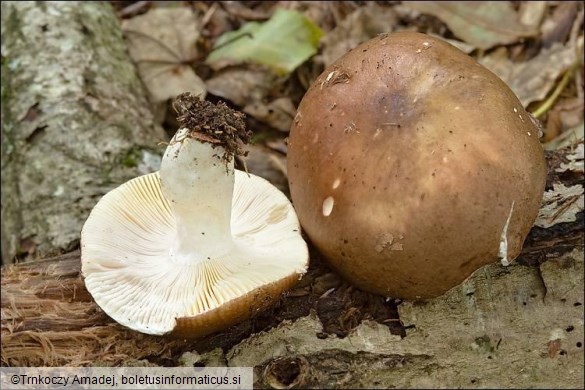 Russula integra