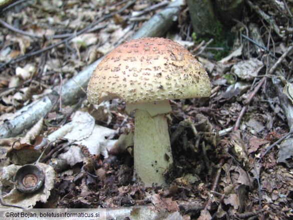 Amanita rubescens