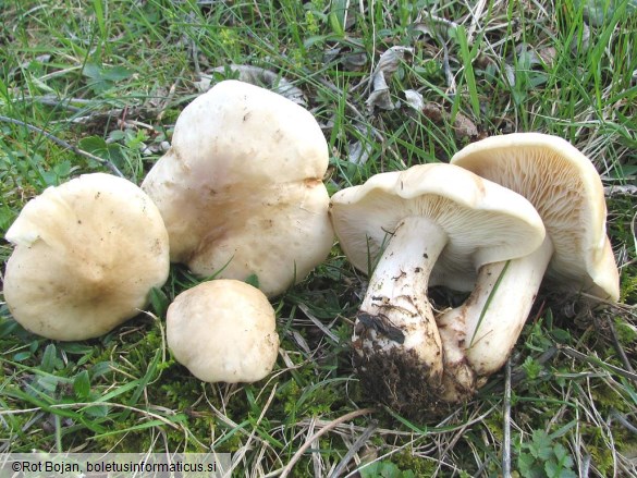 Calocybe gambosa