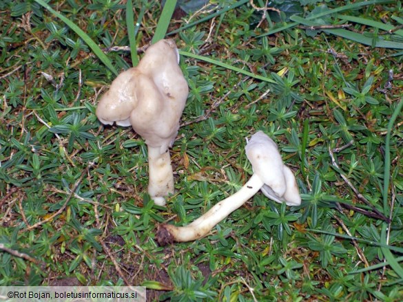 Helvella elastica