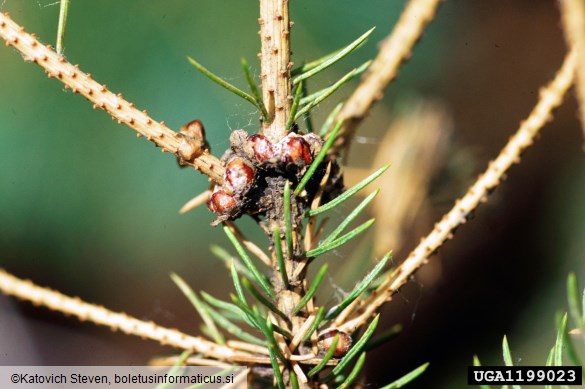 veliki smrekov kapar ali velika smrekova lekanja (<i>Physokermes piceae</i>) na <i>Picea glauca</i>