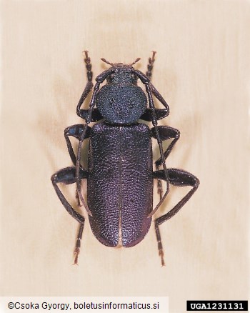 modri kozliček (<i>Callidium violaceum</i>)