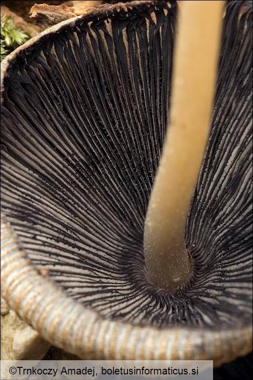 Coprinellus micaceus