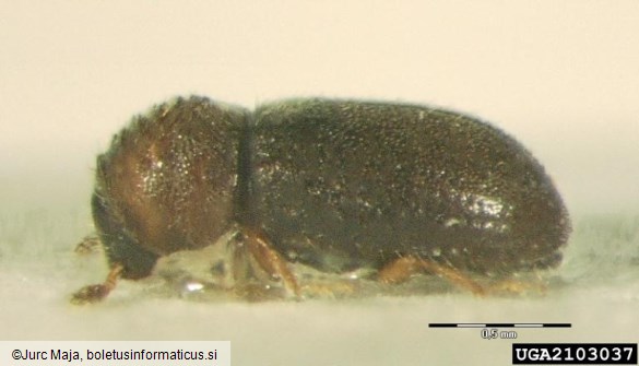 zrnati smrekov lubadar (<i>Cryphalus abietis</i>)