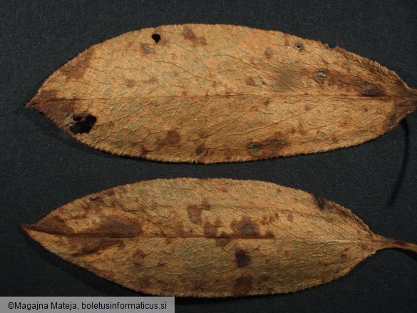 Puccinia bistortae