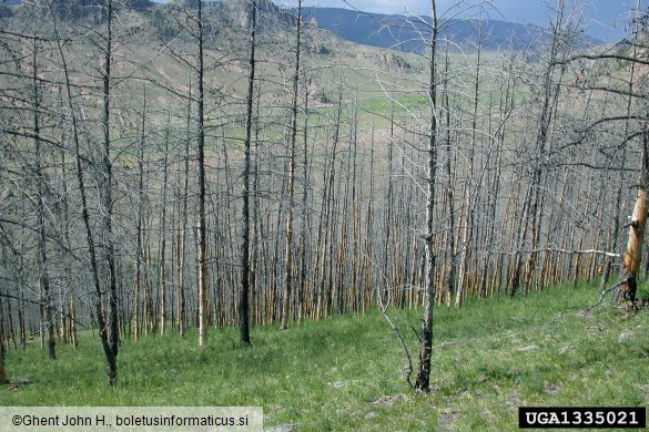 sibirska svilena kokljica