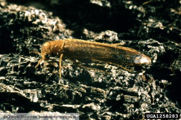 navadni (bukov) vrtovin (<i>Hylecoetus dermestoides</i>)