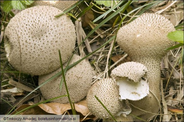 Lycoperdon perlatum