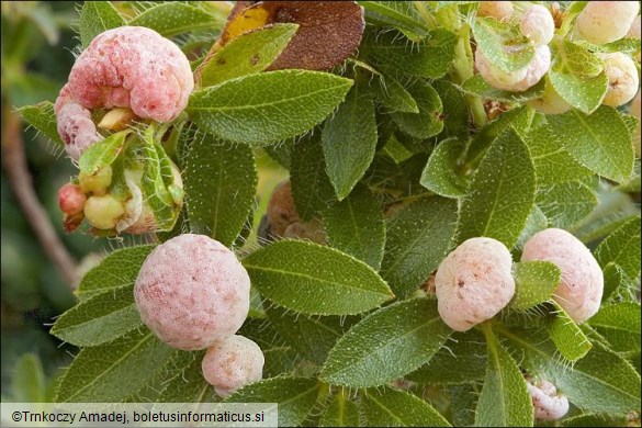 Exobasidium rhododendri