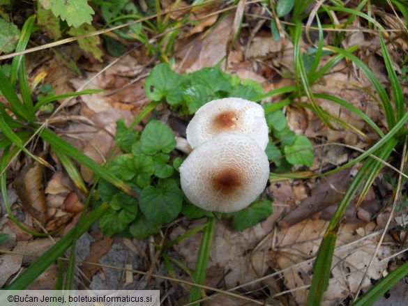 Lepiota cristata