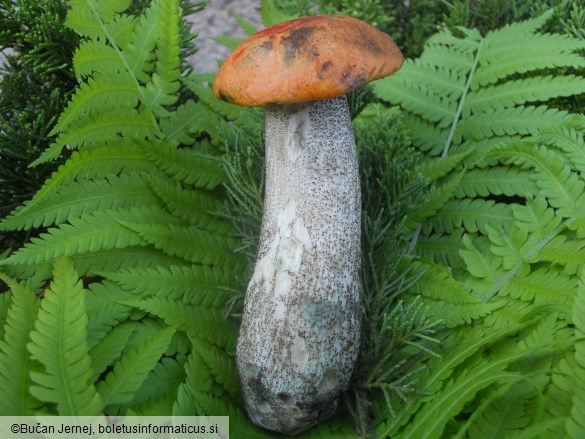 Leccinum versipelle