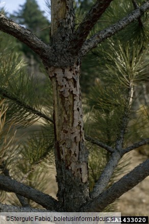 belopikčasti borov rilčkar (<i>Pissodes castaneus</i>) na <i>Pinus nigra</i>