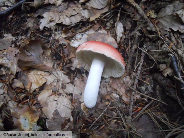 Russula lepida