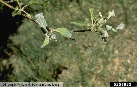 jablanova pepelovka (<i>Podosphaera leucotricha</i>) na <i>Malus domestica</i>