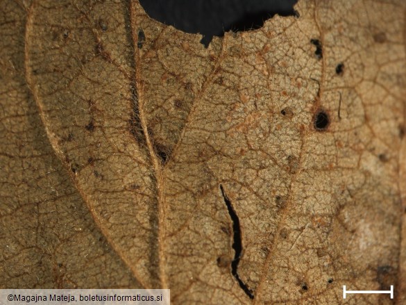Puccinia prunorum 