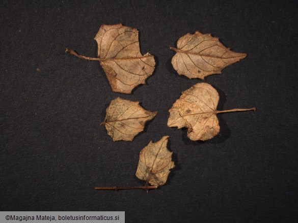 Pucciniastrum circaeae 