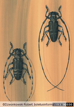 <i>Monochamus galloprovincialis</i>