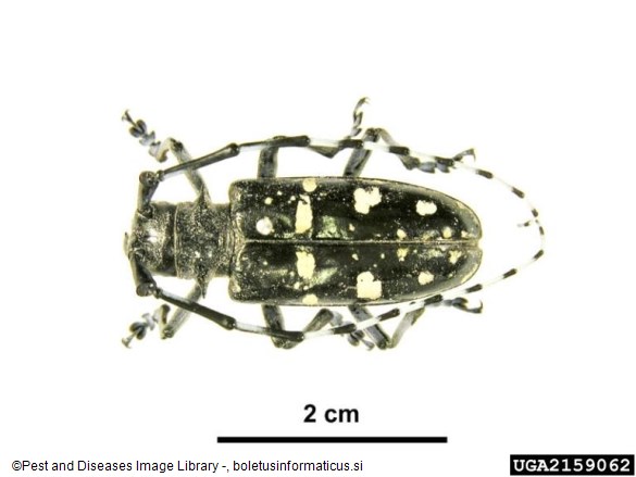 azijski kozliček (<i>Anoplophora glabripennis</i>)