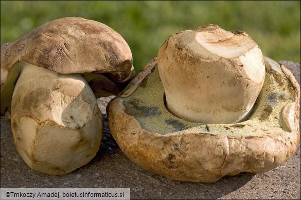 Boletus radicans