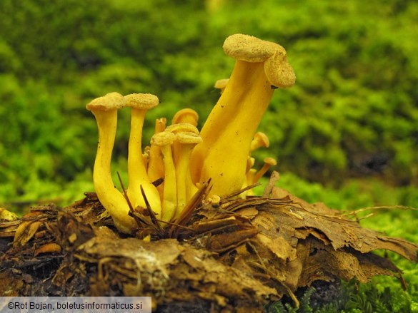 Cantharellus tubaeformis var. lutescens