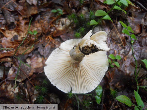 Hygrophorus eburneus